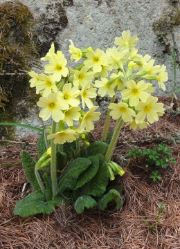 7. Primula elatior, gew-Wald-Primel, hohe Schlüsselblume 9.5.12 ReschnerA