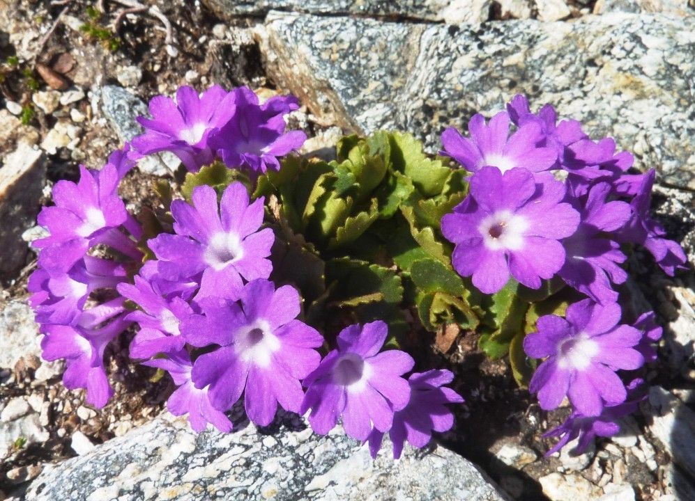 13a. Primula hirsuta! behaarte Primel (rote Felsenprimel) 16.7.13 StiJo, DreispraSpi