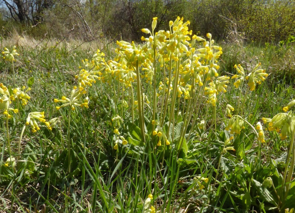 5b. Primula veris, Frühlings-Primel-Echt 13.4.18 Eichkogel (2)