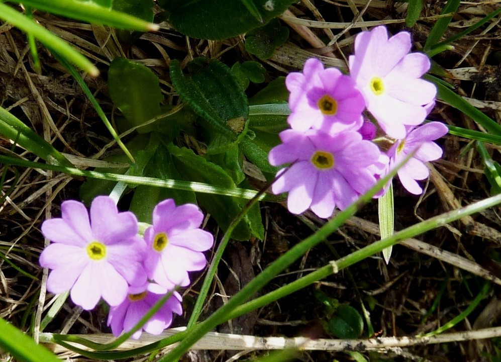 2b. Sesvenna, Reschner-Höhenweg, Lü