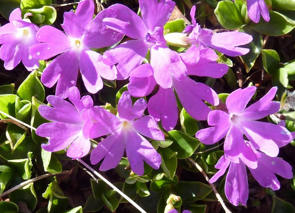 1579880172260_17. Primula clusiana, Clusius'-Nordostalpen-Primel 17.06.12 Rax (1)