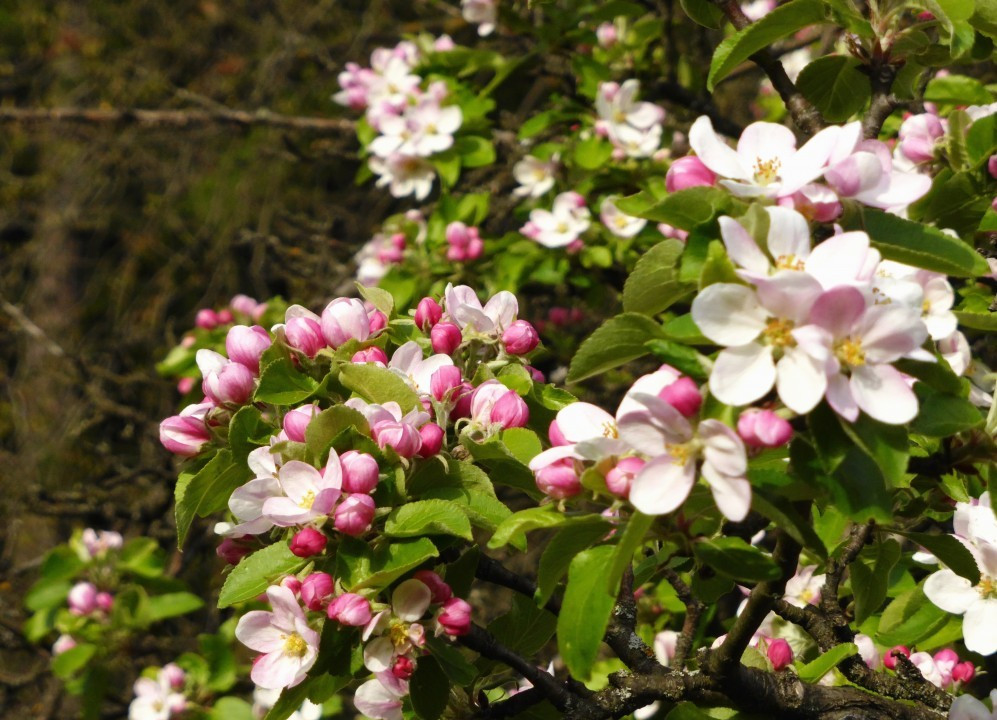 Apfelblüte... 17.4.17