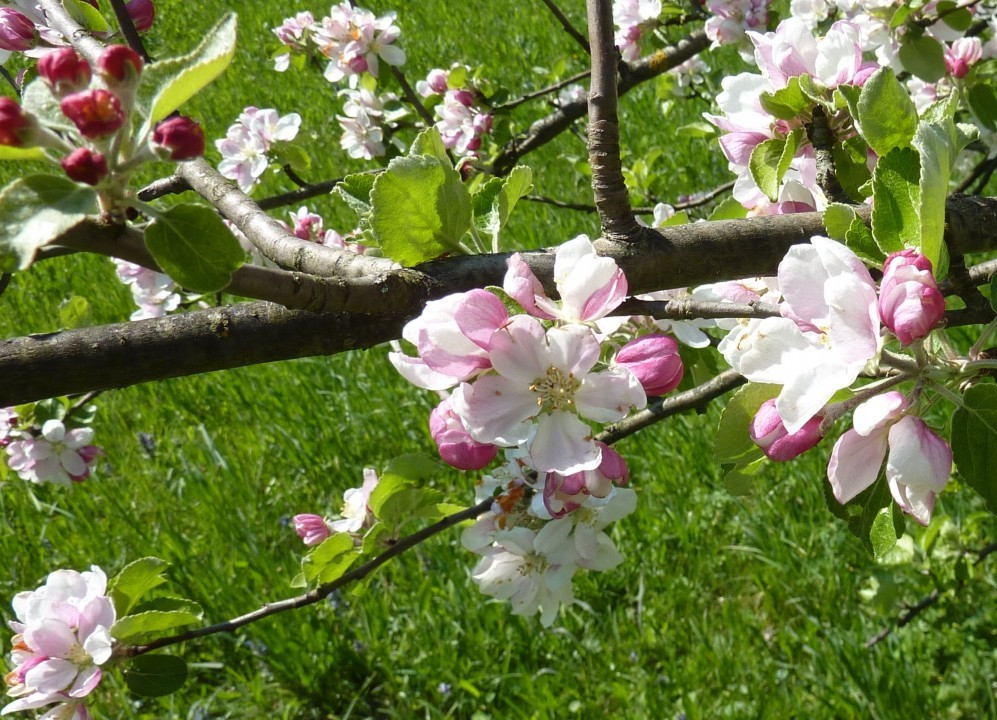 Apfelblüte 07.05.11
