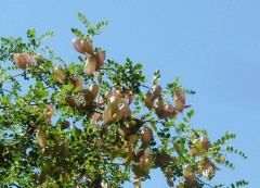 Blasenstrauch, Colutea arborescens
