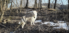 Hundedame