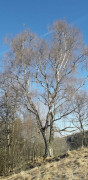 Birkenwald