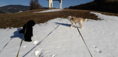 Dog Walking