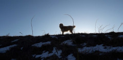 Dog Silhouette