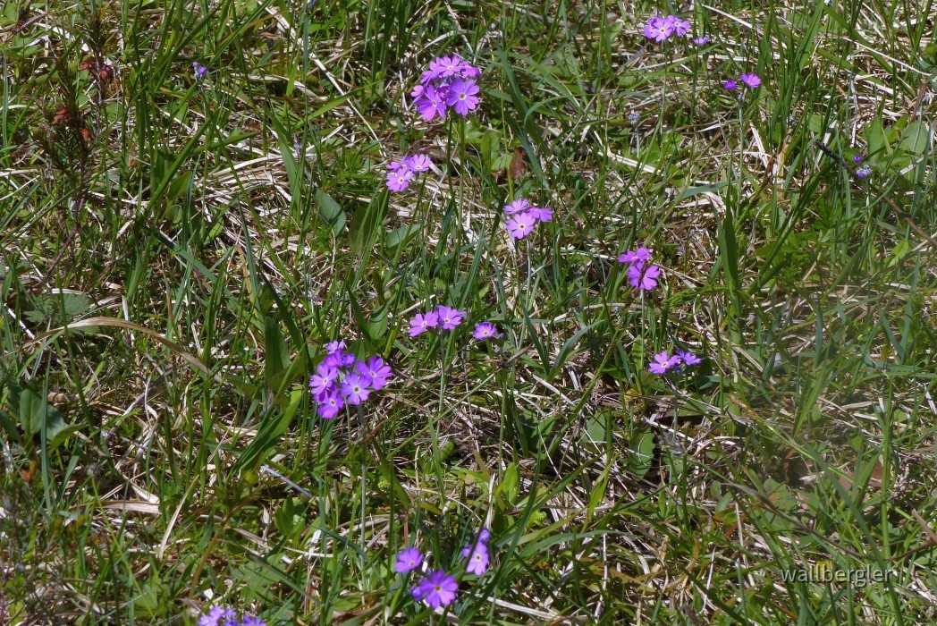 P1020517