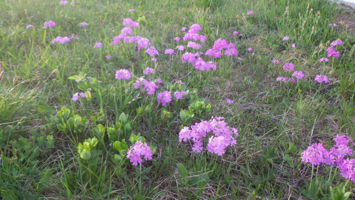 Primulaceae