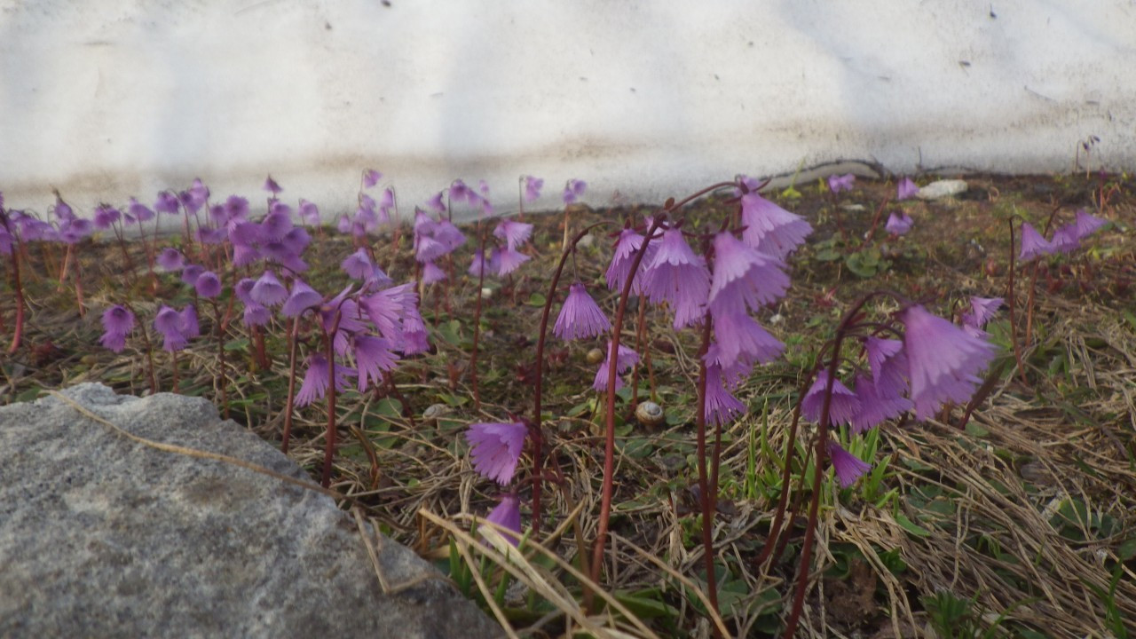 Primulaceae