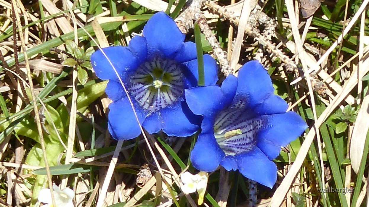 P1020525