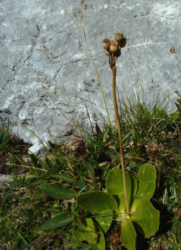 Primula auricula balbisii, Aurikel verblüht 24.08.11 Rax (1)