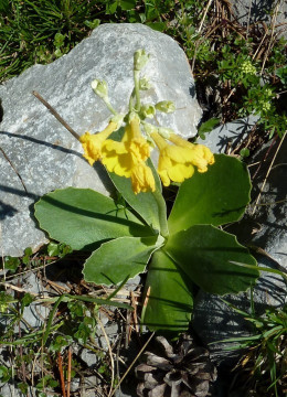 Primula auricula balbisii, Aurikel 17.06.12 Rax (1)