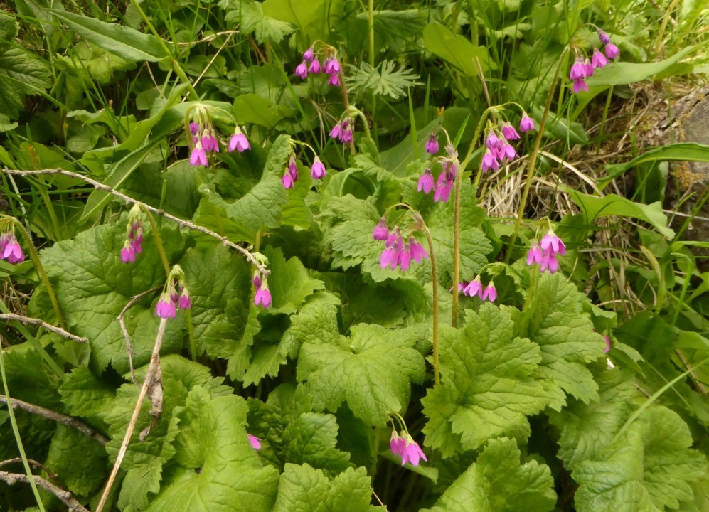 Heilglöckel, Primula matthioli 28.6.19 ReschnerA (24)