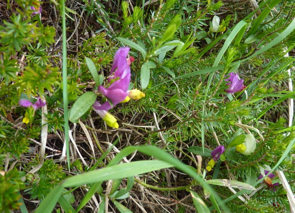Kreuzblume-Buchsbaum, Polygala chamaebuxus 18.5.13 PiKo  Purpurn