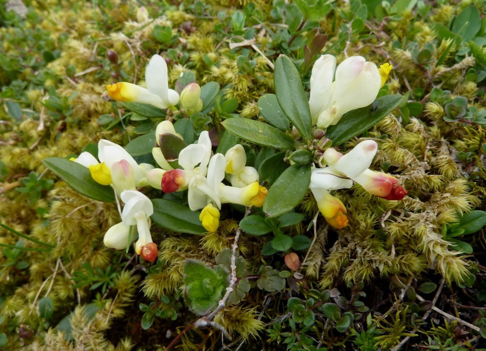 Kreuzblume-Buchs-Zwergbuchs, Polygala chamaebuxus 7.5.13 Werfenweng (1)