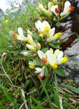 Kreuzblume-Buchs-Zwergbuchs, Polygala chamaebuxus 7.5.13 Werfenweng (2)