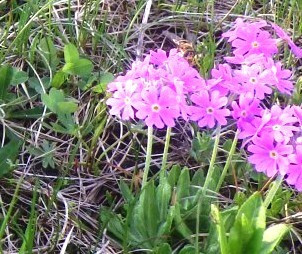 Primula Johannes - Vergrösserung (1)