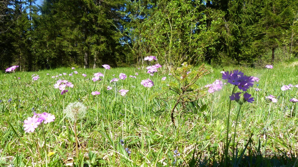 P1020536