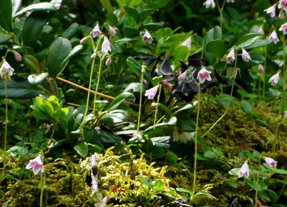 Moosglöckchen, Linnaea borealis 3.7.09 Alp Planbell (2)