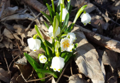 Märzenbecher am 15.2.2020
