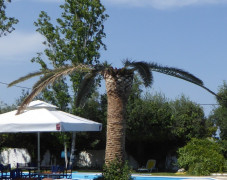 Palmrüssler