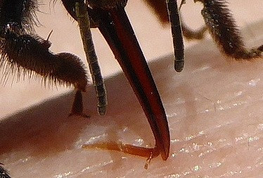 Hummel