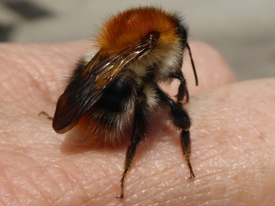 Hummel