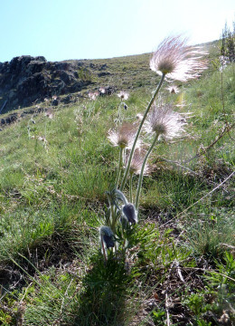 Küchenschellen, Pulsatilla