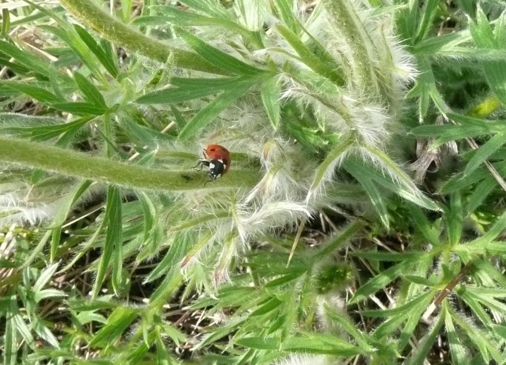 Küchenschellen, Pulsatilla