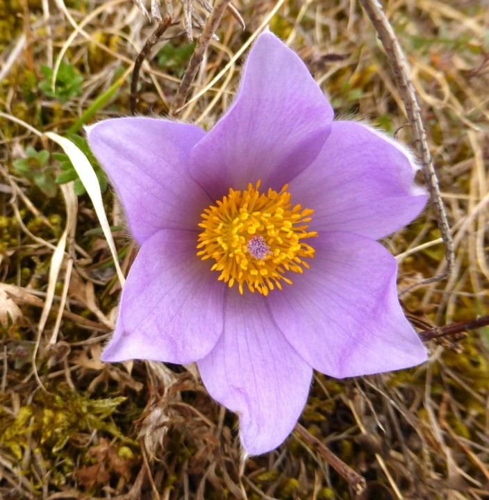 Küchenschellen, Pulsatilla