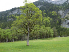 Großer Ahornboden