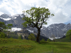Großer Ahornboden