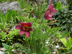 Pulsatilla