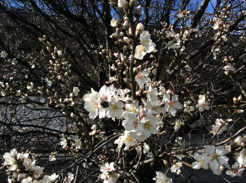 Mandelbaumblüte