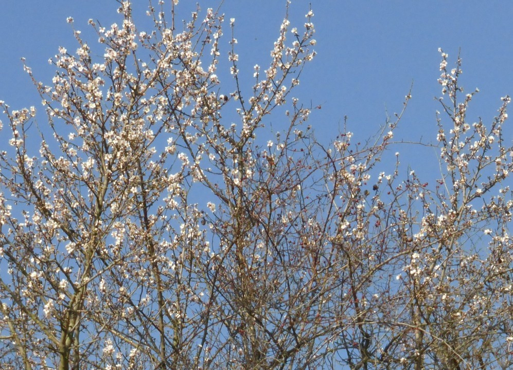 Mandelbaumblüte, Prunus dulcis 7.2.16 Krems-Kreuzberg (1)