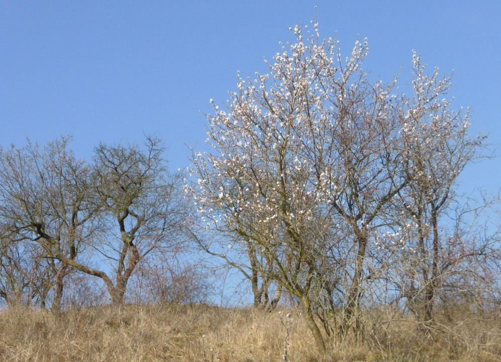 Mandelbaumblüte, Prunus dulcis 7.2.16 Krems-Kreuzberg (4)