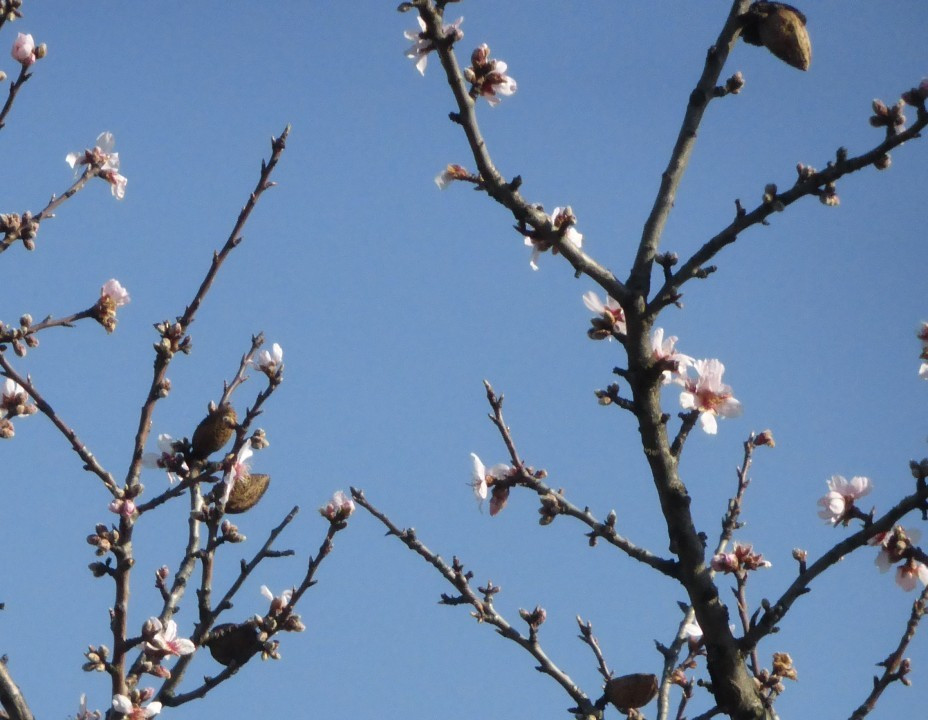 Mandelbaumblüte, Prunus dulcis 7.2.16 Krems-Kreuzberg (6)