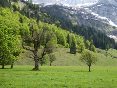 Großer Ahornboden