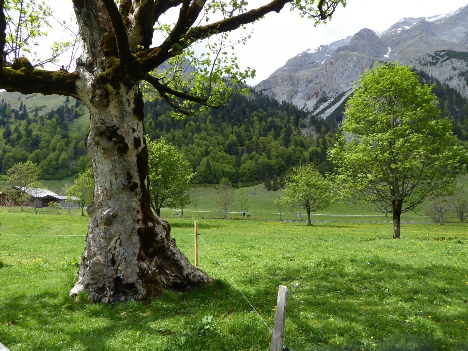 Großer Ahornboden