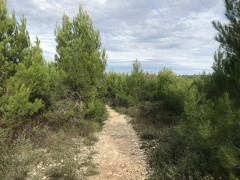 Monte Kope 