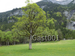 02 Großer Ahornboden