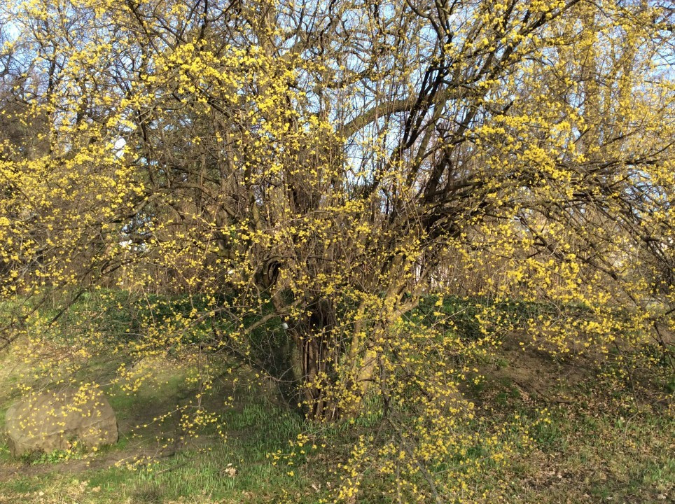 Frühblüher