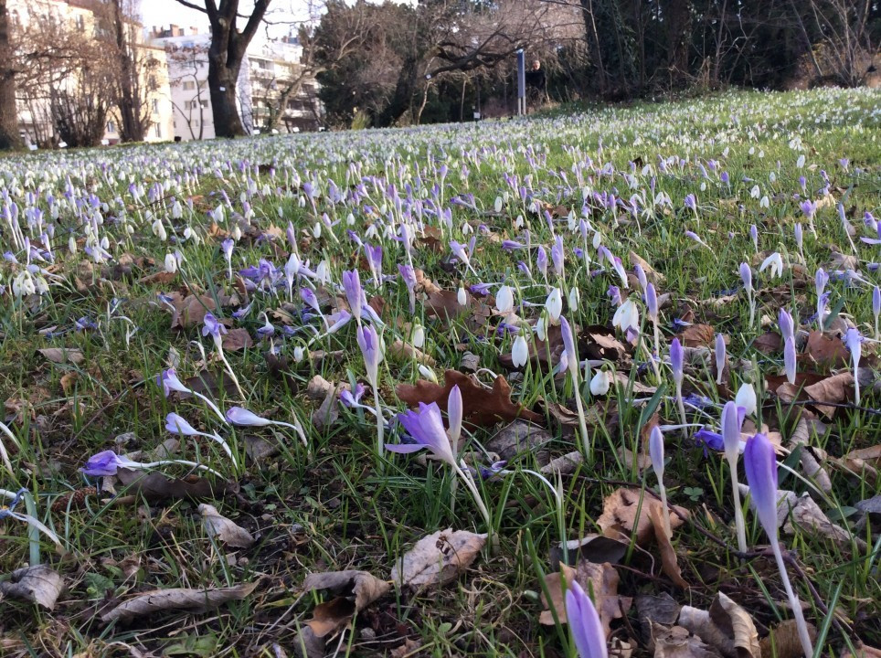 Frühblüher