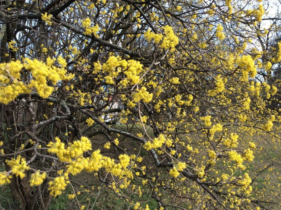 Frühblüher