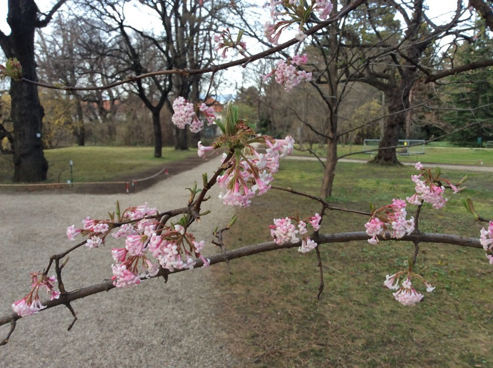 Frühblüher