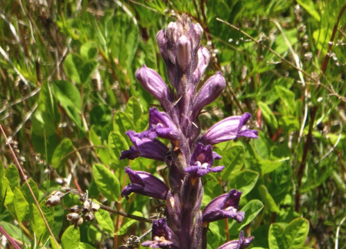 Sommerwurz-(Blauwürger)-violett, Orobanche (Phelipanche) purpurea!!! 15.7.16 St.Peter-Tanas (2)