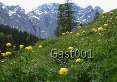 26 Großer Ahornboden