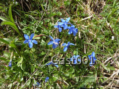 Großer Ahornboden